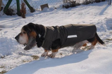 6_zaza_kutyaruha_basset_hound_111.jpg 6_zaza_kutyaruha_basset_hound_111.jpg