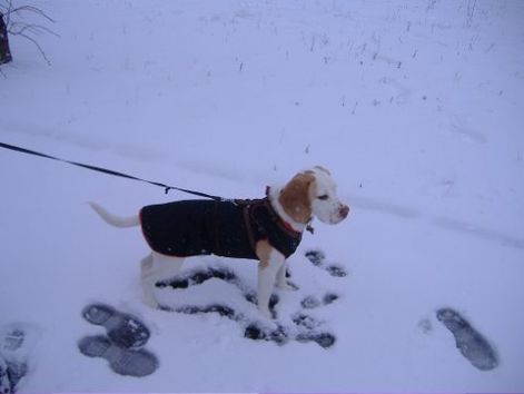 6_zaza_kutyaruha_beagle_71.jpg 6_zaza_kutyaruha_beagle_71.jpg
