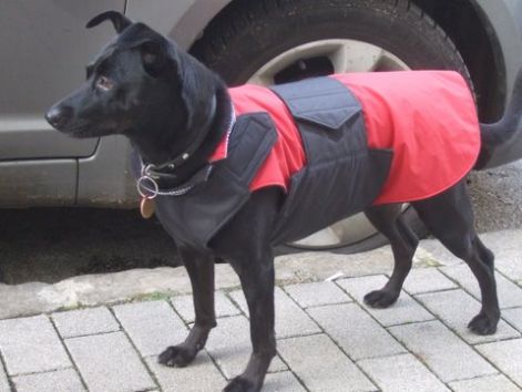 6_zaza_kutyaruha_vizallo_allithato_boseg_59.jpg 6_zaza_kutyaruha_vizallo_allithato_boseg_59.jpg