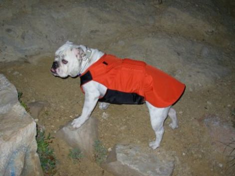 6_zaza_kutyaruha_vizallo_angol_bulldog_64.jpg