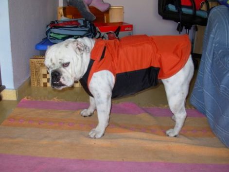 6_zaza_kutyaruha_vizallo_angol_bulldog_65.jpg