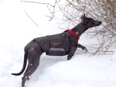 6_zaza_kutyaruha_whippet_kolyok_109.jpg