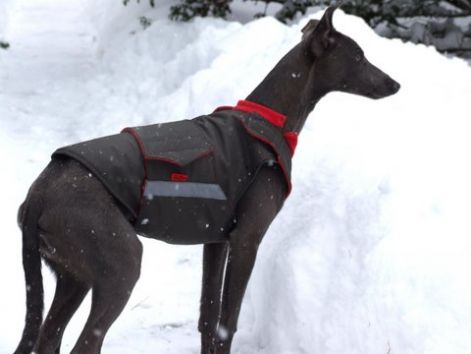 6_zaza_kutyaruha_whippet_kolyok_110.jpg