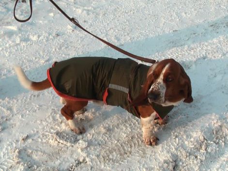 6_zazakutyaruha_6_zazakutyaruha_basset_hound_76.jpg 6_zazakutyaruha_6_zazakutyaruha_basset_hound_76.jpg