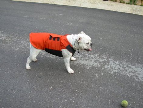 6_zazakutyaruha_angolbulldog_71.jpg