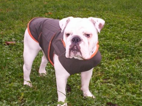angol_bulldog_kutyaruha_1.jpg angol_bulldog_kutyaruha_1.jpg