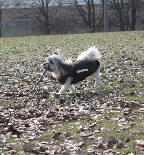 bichon_havanese_2.jpg