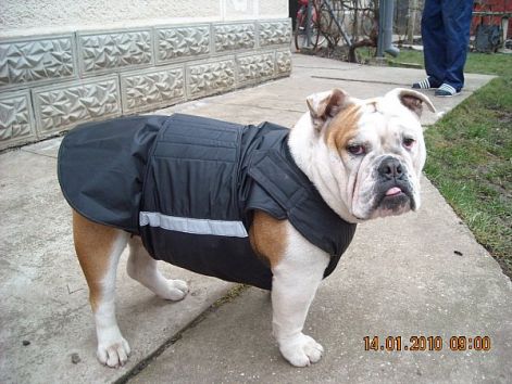 kutyaruha_angol_buldog_81.jpg kutyaruha_angol_buldog_81.jpg Maya