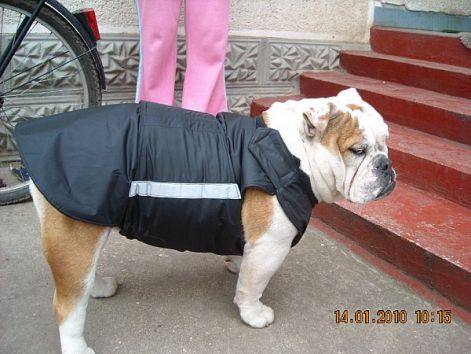 kutyaruha_angol_buldog_82.jpg
