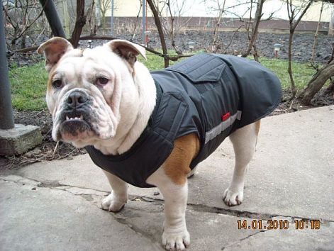 kutyaruha_angol_bulldog_83.jpg