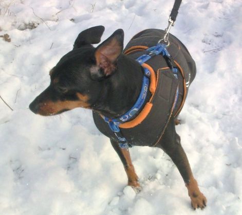 pinscher_kutyaruha_1.jpg