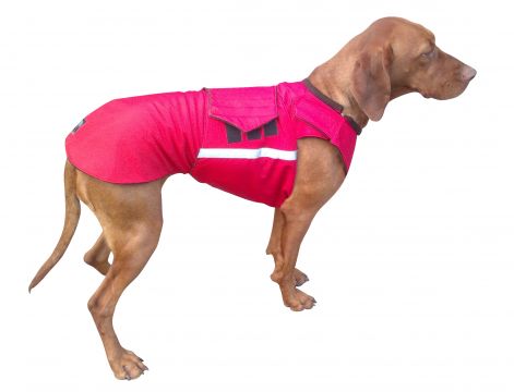 vizsla_2013-12-05-280_2feher_1.jpg vizsla_2013-12-05-280_2feher_1.jpg