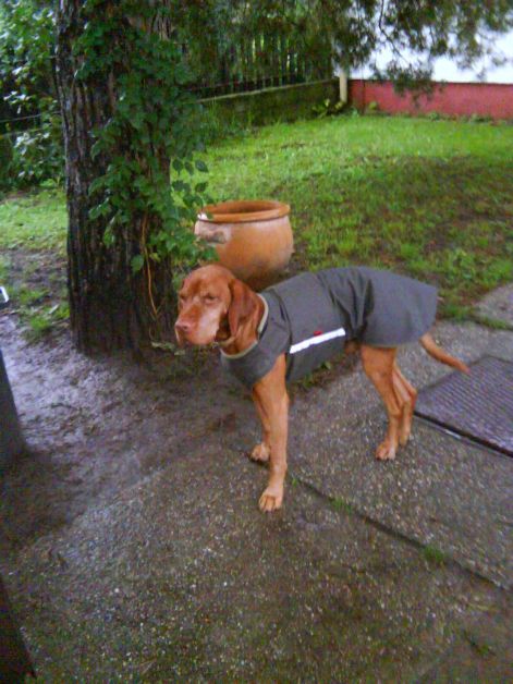 vizsla_zaza_kutyaruha_vizsla_1.jpg