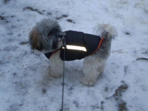 bichon havanese