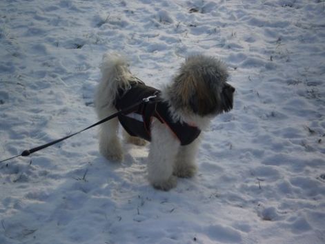 bichon havanese