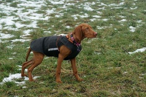 vizsla