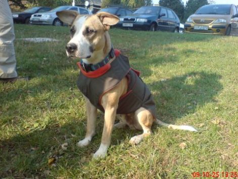 zaza_vizallo_kutyakabat_102.jpg zaza_vizallo_kutyakabat_102.jpg