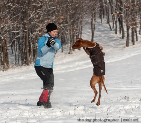 zsolt_szi_vizsla_kutyaruha_10.jpg