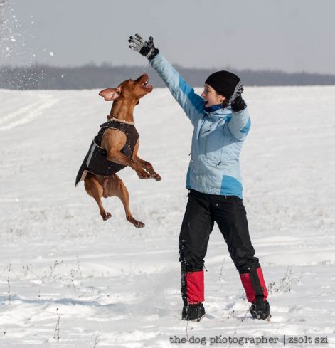 zsolt_szi_vizsla_kutyaruha_12.jpg