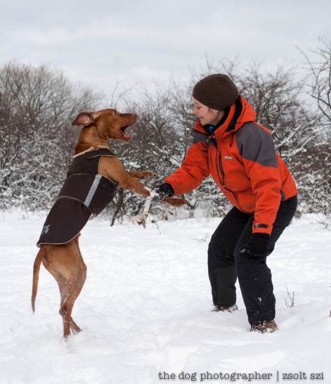 zsolt_szi_vizsla_kutyaruha_7.jpg